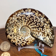 Load image into Gallery viewer, Ammonite Cleoniceras - Dark Caramel Brown - Oak Leaf Sutures