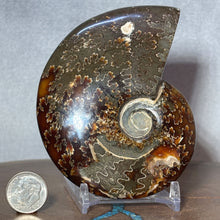 Load image into Gallery viewer, Ammonite Cleoniceras - Intense Suture Detail