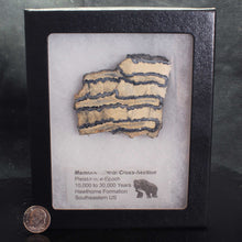 Load image into Gallery viewer, Mammoth Fossil Tooth in Display Case