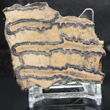 Load image into Gallery viewer, Mammoth Fossil Tooth in Display Case