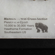 Load image into Gallery viewer, Mammoth Fossil Tooth in Display Case
