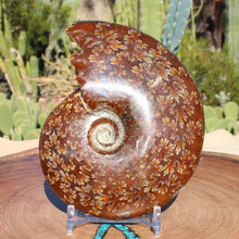 Load image into Gallery viewer, video of Ancient Ammonite Fossil Fish