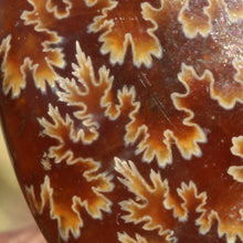 Load image into Gallery viewer, closeup of Ancient Ammonite Fossil Fish