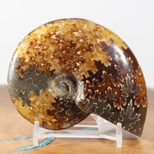 Load image into Gallery viewer, Ammonite Cleoniceras - Dark Brown Rich Gold Oak Leaf Sutures