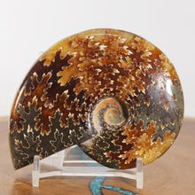 Load image into Gallery viewer, Ammonite Cleoniceras - Dark Brown Rich Gold Oak Leaf Sutures
