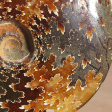 Load image into Gallery viewer, Ammonite Cleoniceras - Dark Brown Rich Gold Oak Leaf Sutures