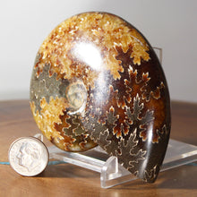 Load image into Gallery viewer, Ammonite Cleoniceras - Dark Brown Rich Gold Oak Leaf Sutures