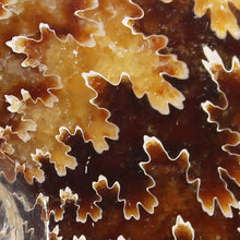 Load image into Gallery viewer, Ammonite Cleoniceras - Dark Brown Rich Gold Oak Leaf Sutures
