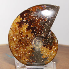 Load image into Gallery viewer, Ammonite Cleoniceras - Dark Brown Rich Gold Oak Leaf Sutures