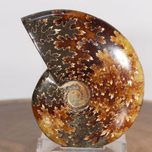 Load image into Gallery viewer, Ammonite Cleoniceras - Dark Brown Rich Gold Oak Leaf Sutures