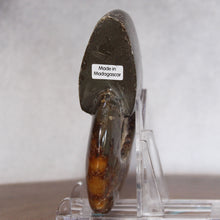 Load image into Gallery viewer, Ammonite Cleoniceras - Brown Yellow Gray Wavy Oak Sutures