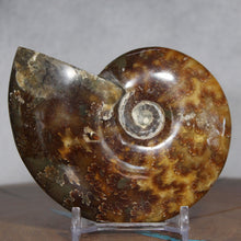 Load image into Gallery viewer, Ammonite Cleoniceras - Brown Yellow Gray Wavy Oak Sutures