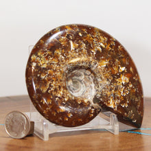 Load image into Gallery viewer, Ammonite Cleoniceras - Red Light Flashes Oak Leaf Sutures