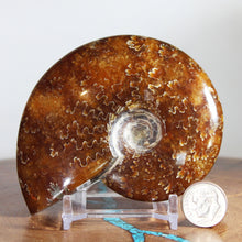 Load image into Gallery viewer, Ammonite Cleoniceras - Red Light Flashes Oak Leaf Sutures