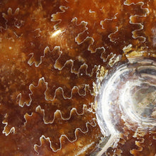 Load image into Gallery viewer, Ammonite Cleoniceras - Red Light Flashes Oak Leaf Sutures