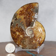 Load image into Gallery viewer, Ammonite Cleoniceras - Deep Brown Rich Yellow Oak Leaf Sutures