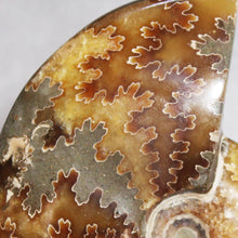 Load image into Gallery viewer, Ammonite Cleoniceras - Deep Brown Rich Yellow Oak Leaf Sutures