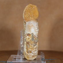 Load image into Gallery viewer, Perisphinctes Ammonite - White Jurassic