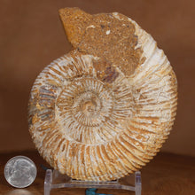 Load image into Gallery viewer, Perisphinctes Ammonite - White Jurassic