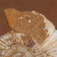 Load image into Gallery viewer, Perisphinctes Ammonite - White Jurassic