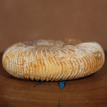 Load image into Gallery viewer, Perisphinctes Ammonite - White Jurassic