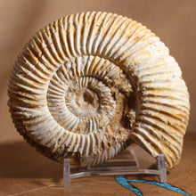 Load image into Gallery viewer, Perisphinctes Ammonite - White Jurassic
