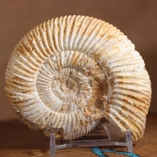 Load image into Gallery viewer, Perisphinctes Ammonite - White Jurassic