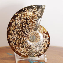 Load image into Gallery viewer, Ammonite Cleoniceras - Dark Caramel Brown - Oak Leaf Sutures