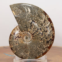 Load image into Gallery viewer, Ammonite Cleoniceras - Dark Caramel Brown - Oak Leaf Sutures