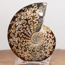 Load image into Gallery viewer, Ammonite Cleoniceras - Dark Caramel Brown - Oak Leaf Sutures