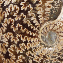 Load image into Gallery viewer, Ammonite Cleoniceras - Dark Caramel Brown - Oak Leaf Sutures