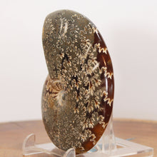 Load image into Gallery viewer, Ammonite Cleoniceras - Dark Caramel Brown - Oak Leaf Sutures