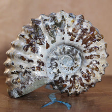 Load image into Gallery viewer, Douvilleiceras Ammonite w/ Opalescent Shell
