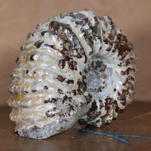 Load image into Gallery viewer, Douvilleiceras Ammonite w/ Opalescent Shell