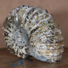 Load image into Gallery viewer, Douvilleiceras Ammonite side view