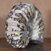 Load image into Gallery viewer, Back view of Douvilleiceras Ammonite