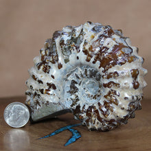 Load image into Gallery viewer, size comparison of Douvilleiceras Ammonite with dime