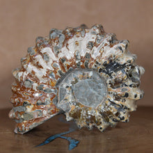 Load image into Gallery viewer, Douvilleiceras Ammonite w/ Caramel Brown