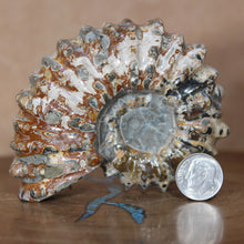 Load image into Gallery viewer, Size comparison with dime