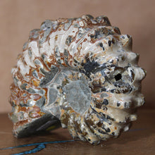 Load image into Gallery viewer, Douvilleiceras Ammonite w/ Caramel Brown side view