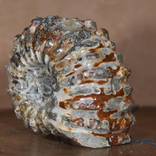 Load image into Gallery viewer, Douvilleiceras Ammonite w/ Caramel Brown Angled view