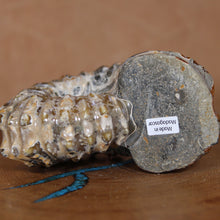 Load image into Gallery viewer, Laying on its side Douvilleiceras Ammonite