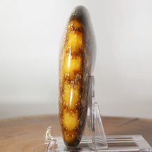 Load image into Gallery viewer, Ammonite Cleoniceras - Gold & Dark Brown Oak Leaf Sutures