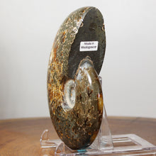 Load image into Gallery viewer, Ammonite Cleoniceras - Gold & Dark Brown Oak Leaf Sutures