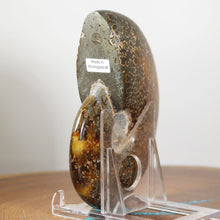 Load image into Gallery viewer, Ammonite Cleoniceras - Gold & Dark Brown Oak Leaf Sutures