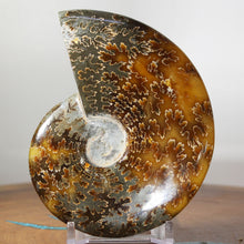 Load image into Gallery viewer, Ammonite Cleoniceras - Gold & Dark Brown Oak Leaf Sutures