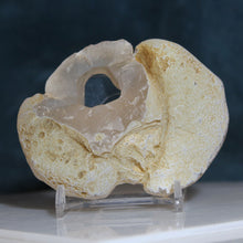 Load image into Gallery viewer, Window Geode Oregon Chalcedony