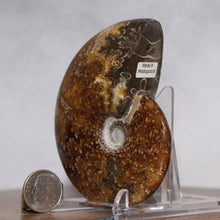 Load image into Gallery viewer, Ammonite Cleoniceras - Molten Yellow Oak Leaf Sutures