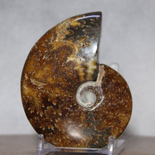 Load image into Gallery viewer, Ammonite Cleoniceras - Molten Yellow Oak Leaf Sutures