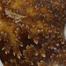 Load image into Gallery viewer, Ammonite Cleoniceras - Molten Yellow Oak Leaf Sutures